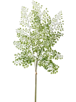 Adianthum