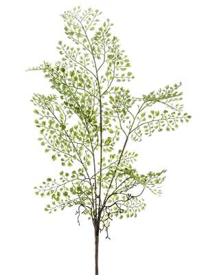 Adianthum