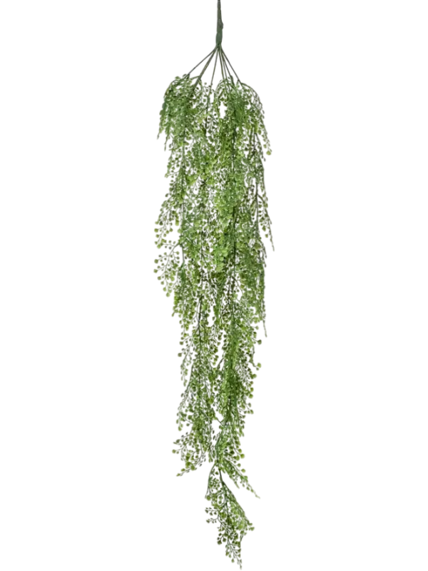 Adianthum