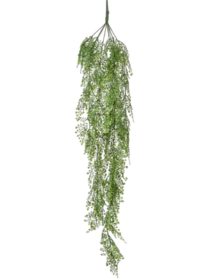 Adianthum