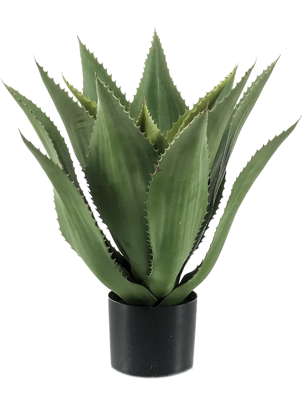 Agave