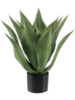 Agave
