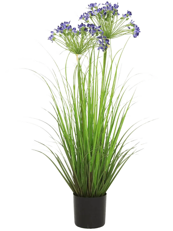 Agapanthus