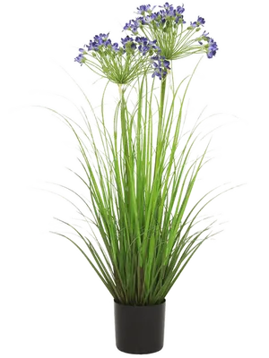 Agapanthus