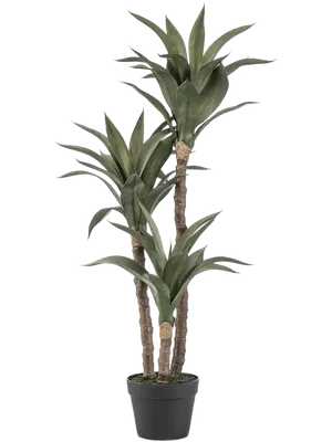 Agave