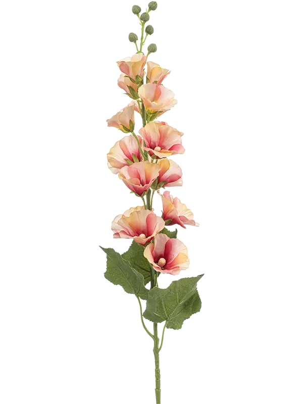 Alcea