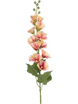 Alcea