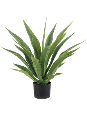 Agave