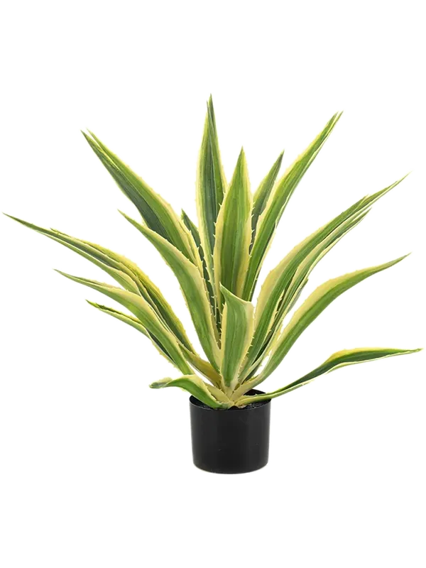 Agave