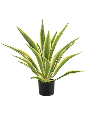 Agave