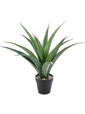 Agave