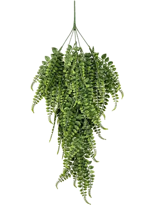 Adianthum