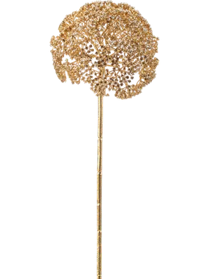 Achillea