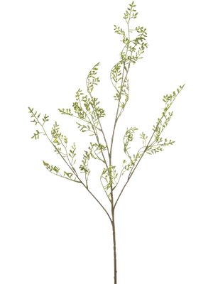 Achillea