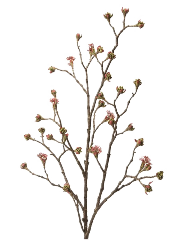 Acer