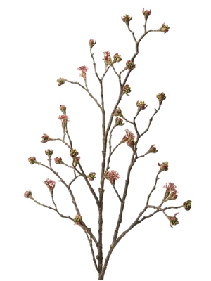Acer