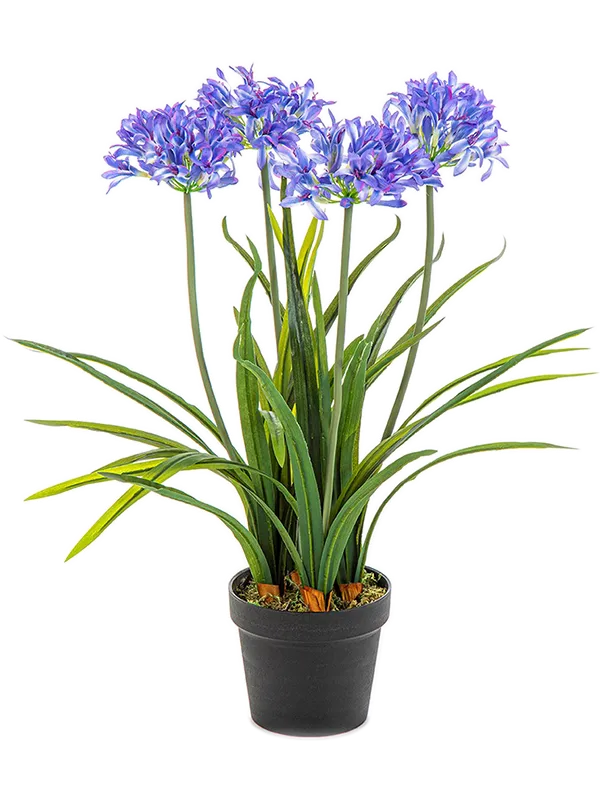 Agapanthus
