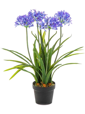 Agapanthus