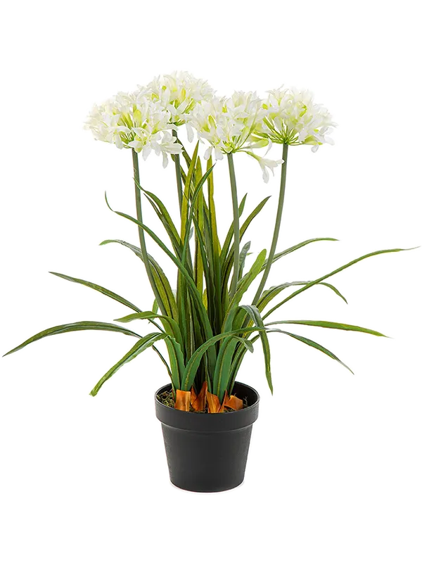 Agapanthus