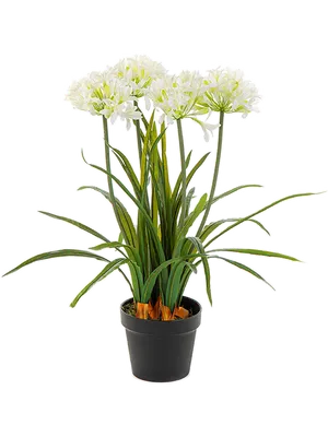 Agapanthus