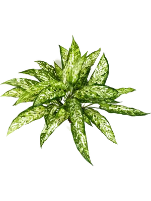 Aglaonema
