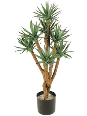 Agave