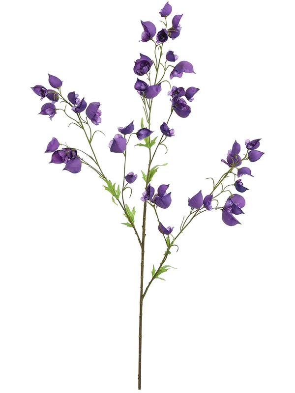Aconitum