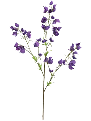 Aconitum