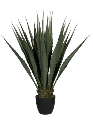 Agave