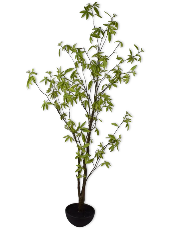 Acer