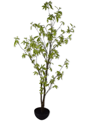 Acer