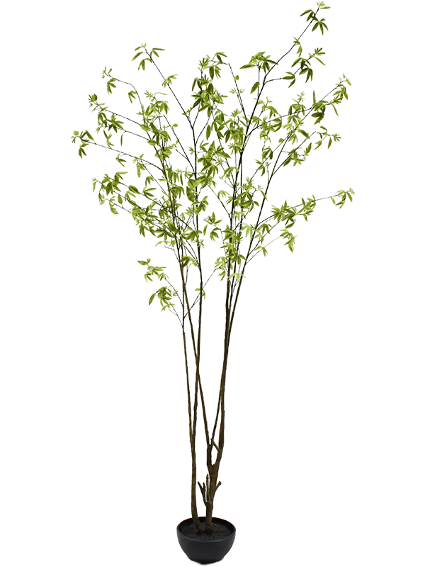 Acer