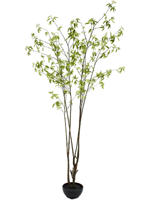 Acer