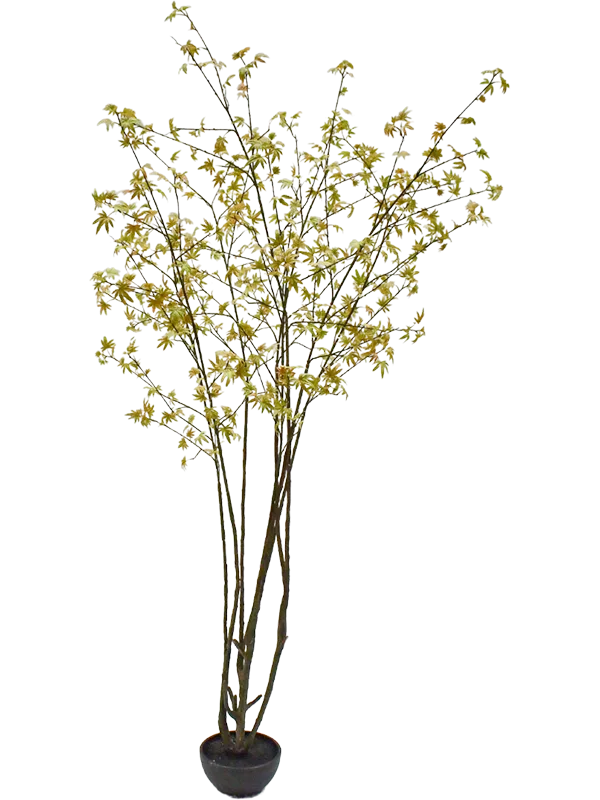Acer