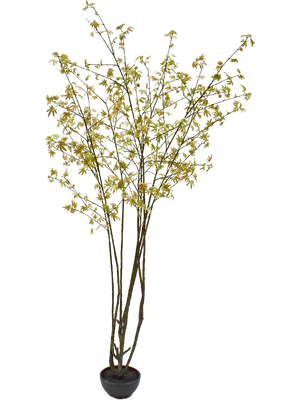 Acer
