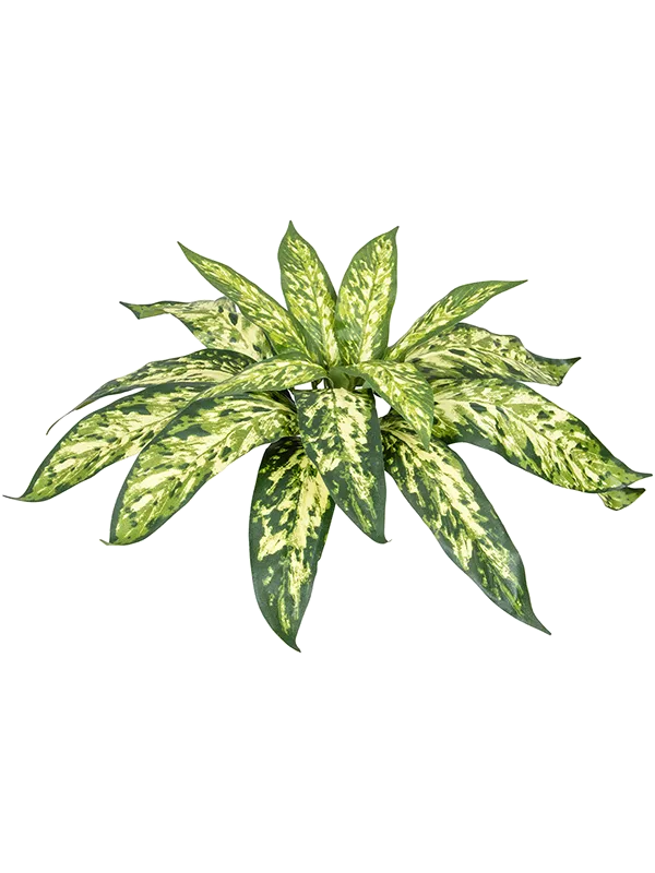 Aglaonema