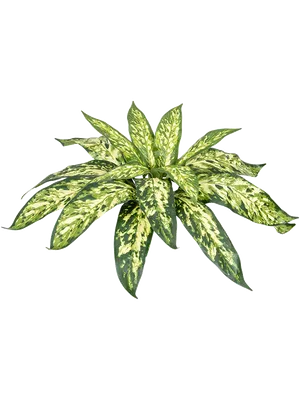Aglaonema
