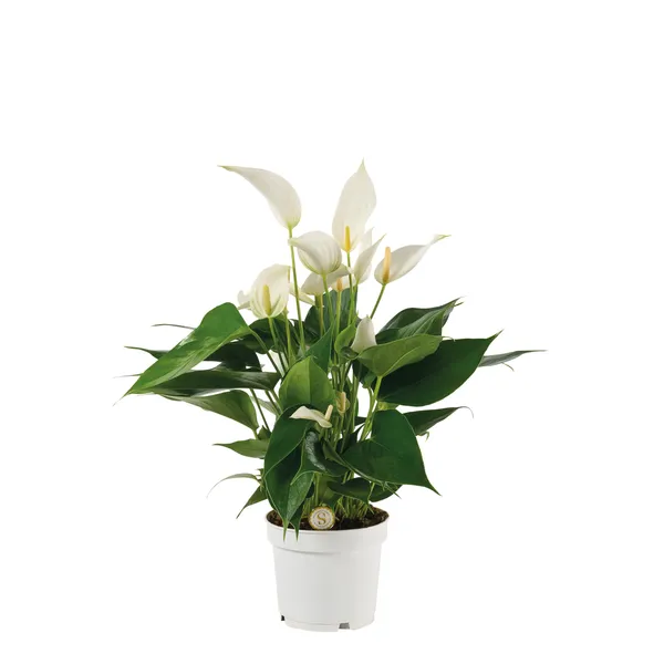 Anthurium 'Mille Fleurs Cava'