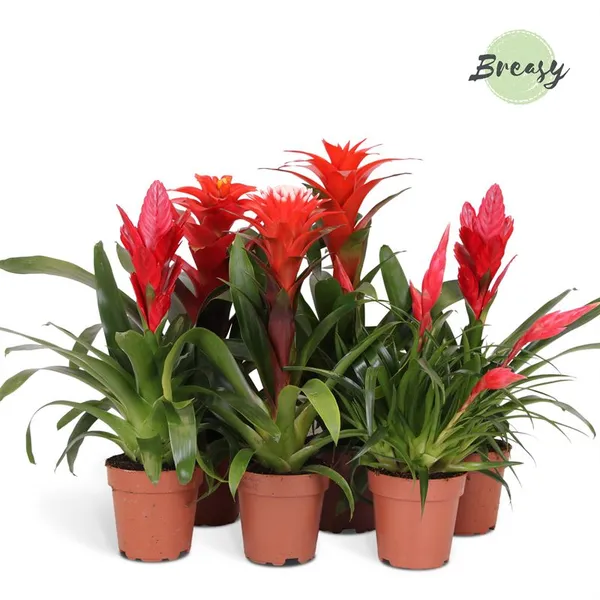 Bromelia Red Family mix