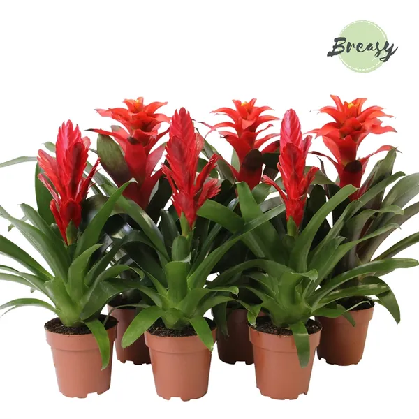 Bromelia Red mix 6/tray