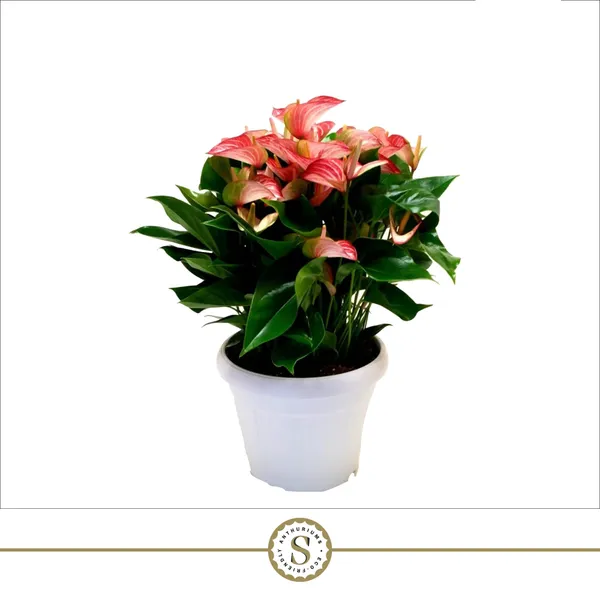 Anthurium 'Livium'