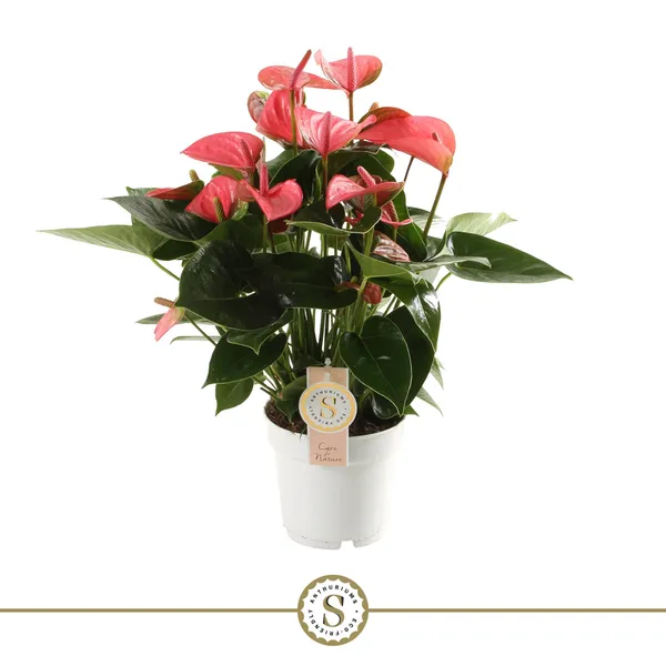 Anthurium 'Pink Champion'