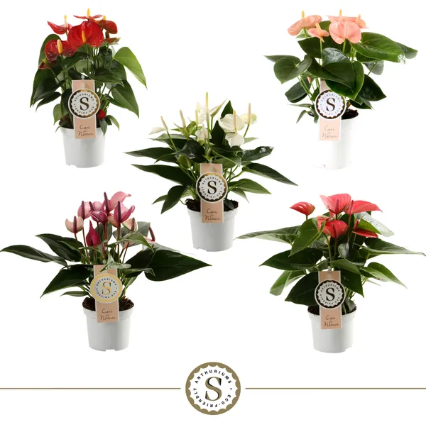Anthurium mix