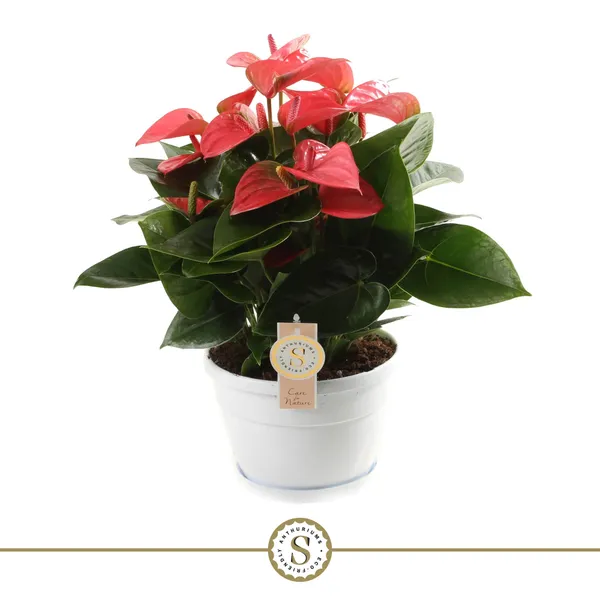Anthurium 'Pink Champion'