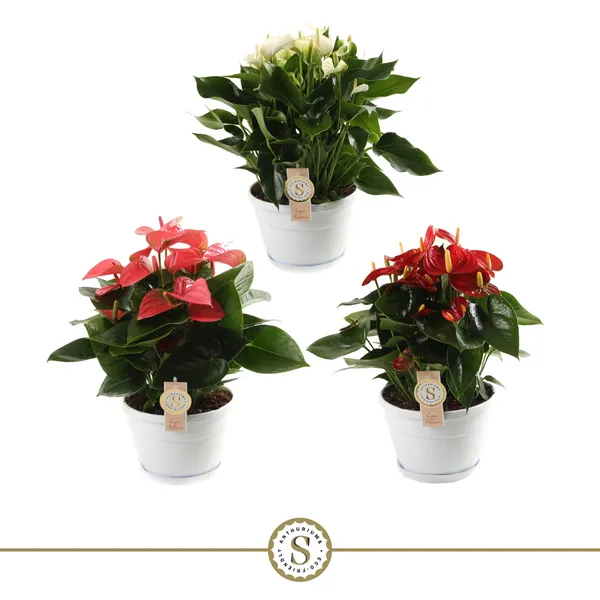 Anthurium mix
