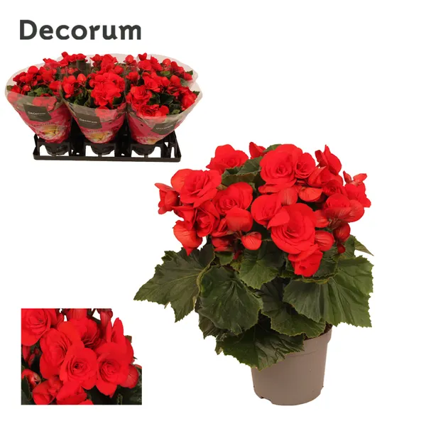 Begonia 'Baladin'