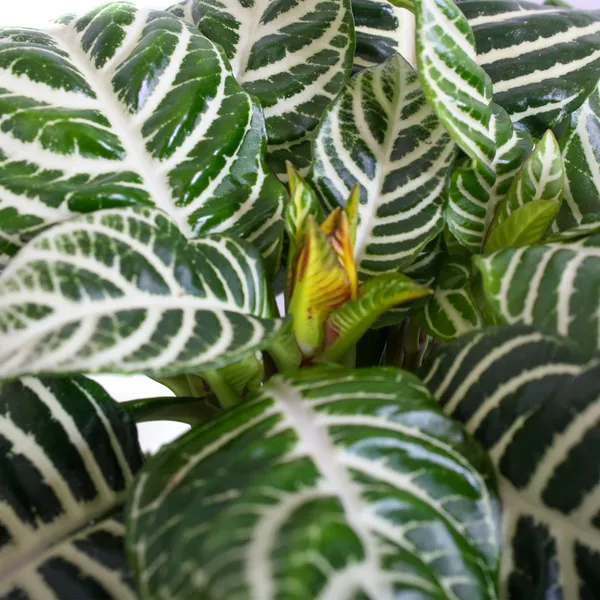 Aphelandra Squarrosa