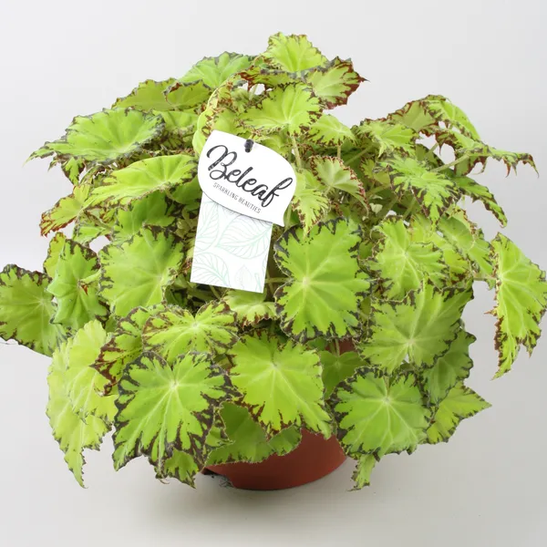 Begonia Beleaf Lima Love