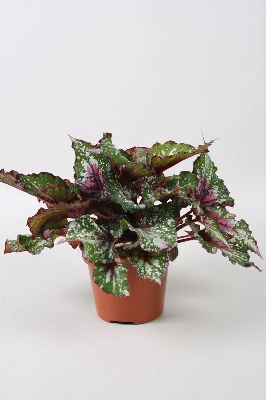 Begonia Beleaf Alaska Creek