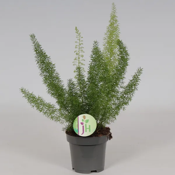 Asparagus densiflorus 'Myers'